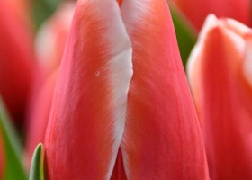 Tulipa Kelly (4)
